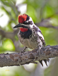 Red naped Sapsucker 3090